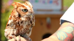 Quogue Wildlife owl